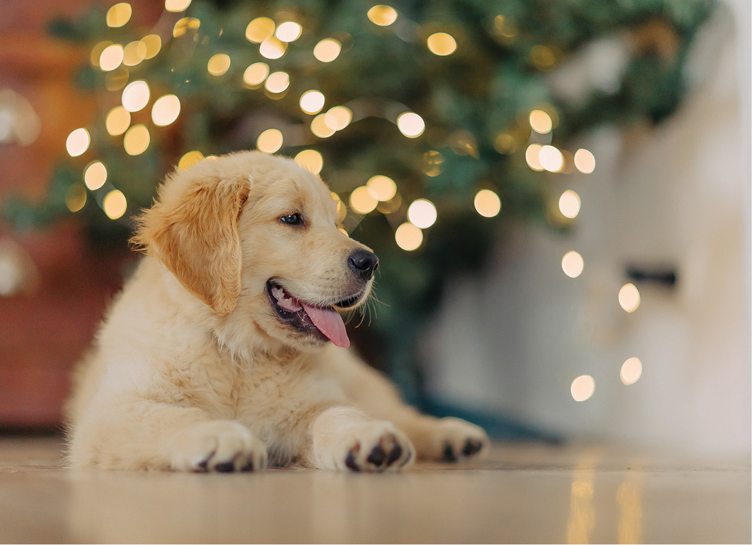 Golden Puppy card design