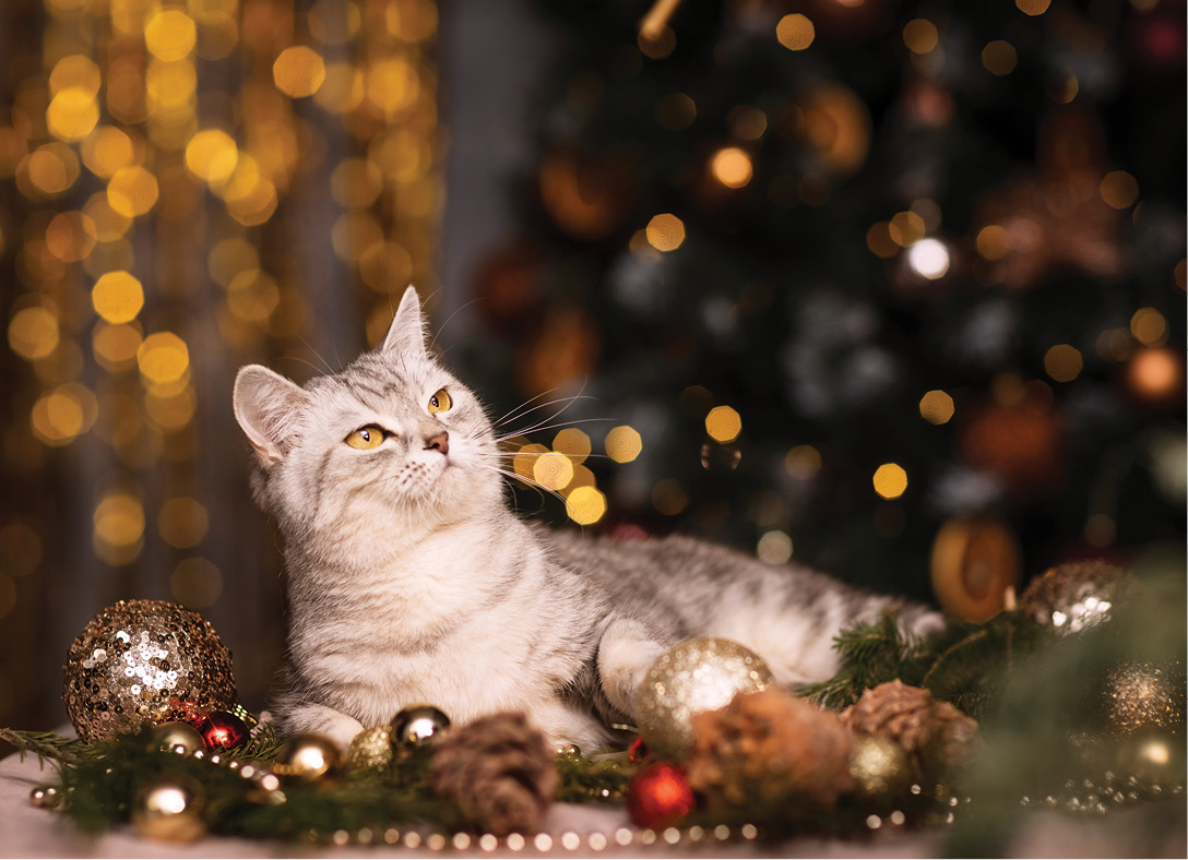 Ornament Cat card design