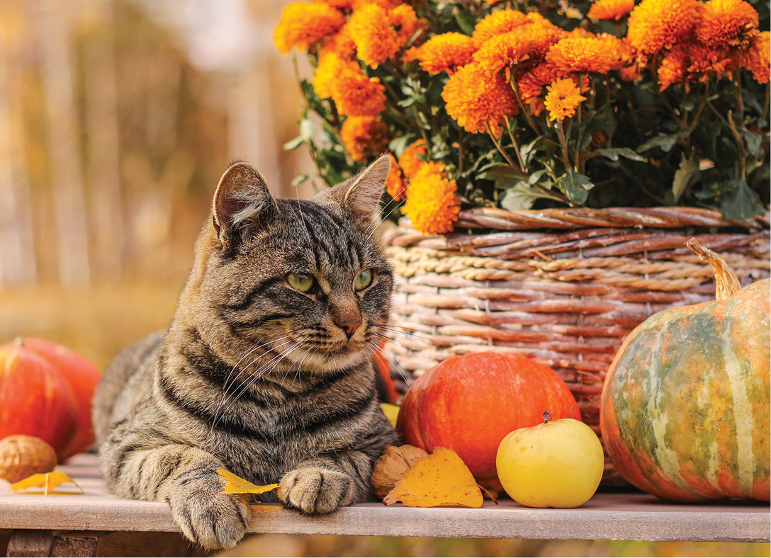 Autumn Harvest Cat card design