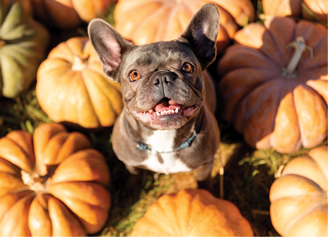 Pumpkin Patch Pup card design